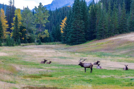 A herd of wild elk foraging and rest in prairie at forest edge in autumn foliage season. Banff National Park, Canadian Rockies. Alberta, Canada.の写真素材