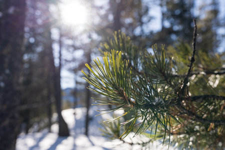 Close-up of needles of Douglas-fir trees branch in winter sunny day morning. The sun shines in the forest.の写真素材