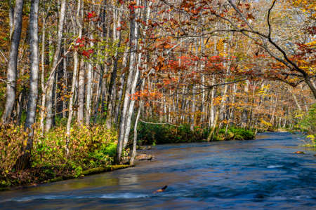 Oirase Stream in sunny day, beautiful fall foliage scene in autumn colors. Flowing river, fallen...