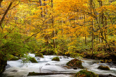 Oirase Stream in sunny day, beautiful fall foliage scene in autumn colors. Flowing river, fallen leaves, mossy rocks in Towada Hachimantai National Park, Aomori, Japan. Famous and popular destinationsの写真素材
