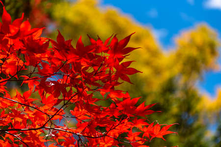 close-up colorful fall foliage in sunny day. beautiful autumn landscape backgroundの写真素材