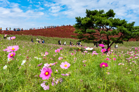 Crowded people going to the Miharashi Hill to see the red kochia bushes in the Hitachi Seaside Park. Kochia Carnival. Ibaraki Prefecture, Japan.のeditorial素材