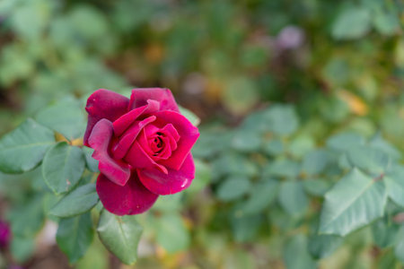 Colorful Roses blooming in the garden. Close-up shot, blurred background.の写真素材