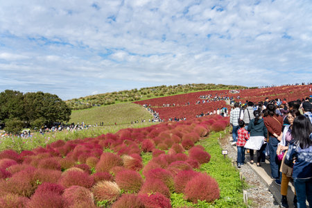 Crowded people going to the Miharashi Hill to see the red kochia bushes in the Hitachi Seaside Park. Kochia Carnival. Ibaraki Prefecture, Japan.のeditorial素材