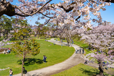 Goryokaku star fort park in springtime cherry blossom full bloom season with clear blue sky sunny day, visitors enjoy the beautiful sakura flowers in Hakodate city, Hokkaido, Japanのeditorial素材