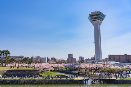 Goryokaku Park Tower in springtime cherry blossom full bloom season sunny day with clear blue sky, the beautiful star shaped fort in Hakodate City, Hokkaido, Japanのeditorial素材