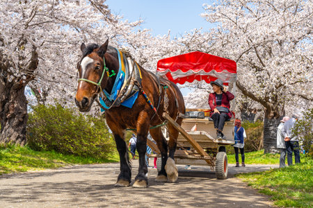 Kitakami Tenshochi Park cherry blossoms Matsuri festival in springtime season sunny day. Visitors enjoy the beautiful full bloom pink sakura flowers. Iwate Prefecture, Japanのeditorial素材
