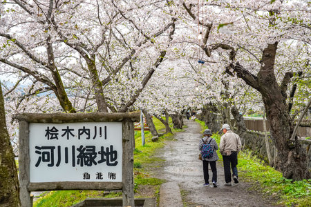 Hinokinai River riverbank in springtime cherry blossom season sunny day. Visitors enjoy the beauty full bloom pink sakura trees flowers. Town Kakunodate, Semboku District, Akita Prefecture, Japanのeditorial素材