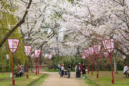 Hirosaki Park cherry blossoms Matsuri festival in springtime season sunny day morning. Visitors enjoy beauty full bloom pink sakura flowers. Aomori Prefecture, Tohoku Region, Japanのeditorial素材