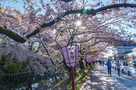 Photo pour Hirosaki city street view. Cherry blossom in spring season sunny day and clear blue sky. Blooming pink sakura trees flowers petals starting to fall. Aomori Prefecture, Japan - image libre de droit