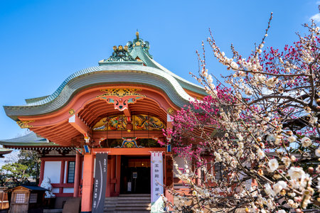 Kyoto, Japan - March 03 2023 : Kitano Tenmangu Shrine plum blossom festival in spring time.のeditorial素材