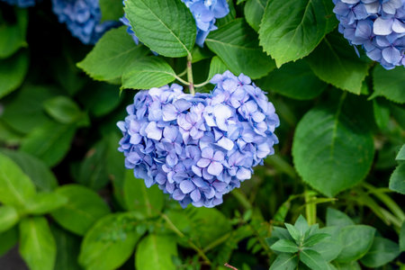Purple blue heart shaped Hydrangea macrophylla flowers in full blooming