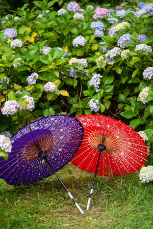 Japanese traditional oil paper umbrellas and Hydrangea macrophylla flowering shrubs and bushes in the garden. Concept of Japanese culture. Kyoto, Japan.の写真素材