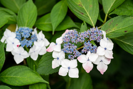 Close-up Hydrangea macrophylla flower in full blooming in the garden.の写真素材