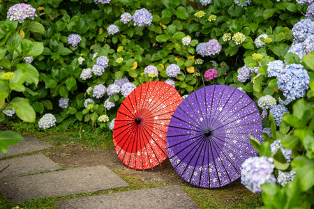 Japanese traditional oil paper umbrellas and Hydrangea macrophylla flowering shrubs and bushes in the garden. Concept of Japanese culture. Kyoto, Japan.の写真素材