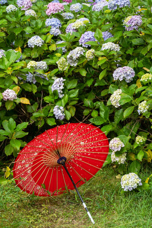 Japanese traditional oil paper umbrella and Hydrangea macrophylla flowering shrubs and bushes in the garden. Concept of Japanese culture. Kyoto, Japan.の写真素材