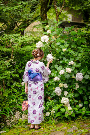 Back view of one woman wearing Japanese yukata summer kimono standing next to blooming hydrangeas. Kyoto, Japan.の写真素材