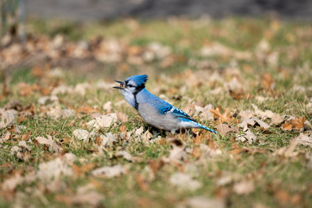 A Blue jay foraging on dried leaves grass.の写真素材