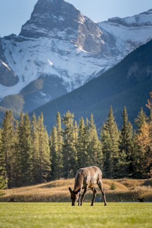 Female Elk ( Wapiti ) foraging on the grassland. Snow capped mountains in the background. The Three Sisters trio of peaks, Canadian Rockies.の写真素材