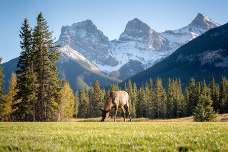 Female Elk ( Wapiti ) foraging on the grassland. Snow capped mountains in the background. The Three Sisters trio of peaks, Canadian Rockies.の写真素材