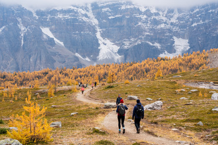 Alberta, Canada - Sep 26 2023 : Tourists hiking in Larch Valley. Banff National Park, Canadian Rockies. Golden yellow larch forest in Fall season. Valley of the Ten Peaks in the background.のeditorial素材