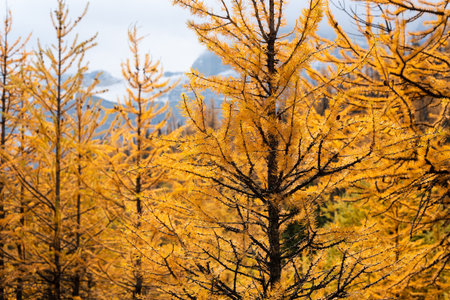 Close-up branch of larch in autumn, golden yellow conifer leaves in soft focus of the background.