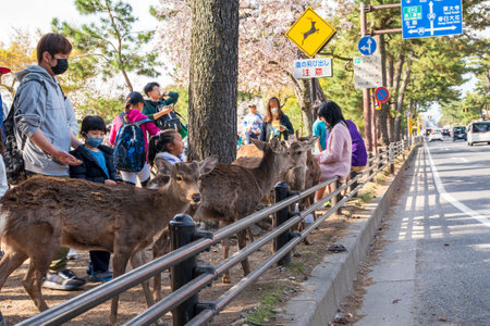Nara, Japan - April 2, 2023 : Deer crossing the road in Nara City.のeditorial素材