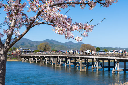 Cherry blossoms along the Katsura River and Togetsukyo Bridge in Arashiyama district. Kyoto, Japan.の写真素材