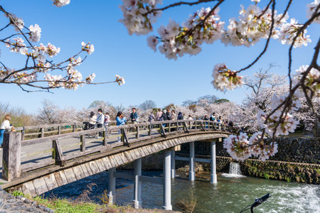 Kyoto, Japan - March 28 2023 : People enjoying cherry blossoms along the Katsura River and Nakanoshima Bridge in Arashiyama district.のeditorial素材