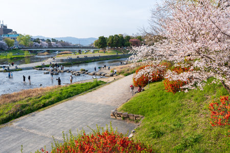 Kyoto, Japan - March 27 2023 : People enjoying cherry blossoms at Kamo River delta (Kamogawa River delta).のeditorial素材