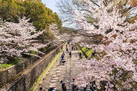 Kyoto, Japan - March 29 2023 : People enjoy cherry blossoms along the Keage Incline disused railway...