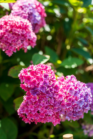 Hydrangea macrophylla flower full blooming in the garden.の写真素材