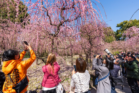 Kyoto, Japan - Feb 28 2024 : Crowds of people in Jonangu Shrine Japanese Garden taking photos of weeping plum blossoms.のeditorial素材