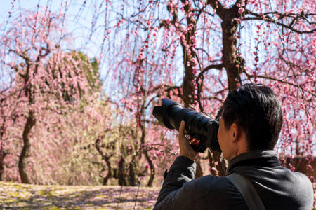 People in Jonangu Shrine Japanese Garden taking photos of weeping plum blossoms.
