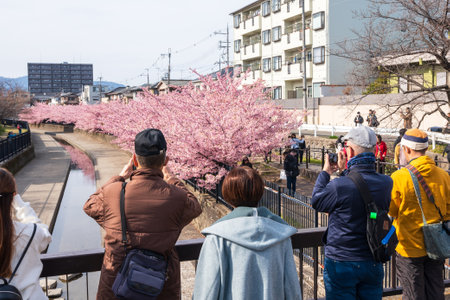 Fushimi-ku, Kyoto, Japan - March 11 2024 : People enjoying kawazu cherry blossoms in the Yodo Suiro Waterway.のeditorial素材