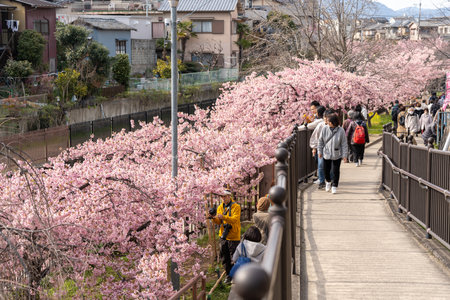 Fushimi-ku, Kyoto, Japan - March 11 2024 : People enjoying kawazu cherry blossoms in the Yodo Suiro Waterway.のeditorial素材