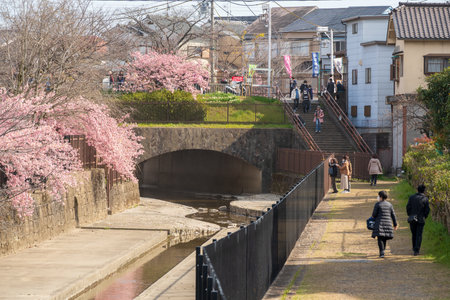 Fushimi-ku, Kyoto, Japan - March 11 2024 : People enjoying kawazu cherry blossoms in the Yodo Suiro Waterway.のeditorial素材