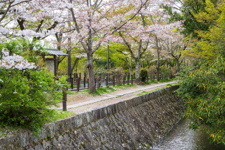 Cherry blossoms in Kyoto, Japan. Philosopher's Walk in spring, Cherry trees in blossom.の写真素材