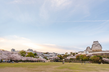 Hyogo, Japan - April 10 2023 : Himeji Castle in sunset time with cherry blossoms full bloom in the spring.のeditorial素材