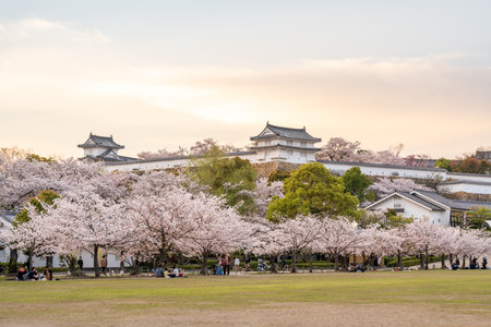 Hyogo, Japan - April 10 2023 : Himeji Castle in sunset time with cherry blossoms full bloom in the spring.のeditorial素材