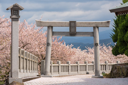 Mitoyo, Kagawa, Japan - April 9 2023 : Ise Asahiyama Hongu shrine in the Asahiyama Shinrin Park (Mt. Asahi Forest Park). Cherry blossoms in full bloom in Shikoku island.のeditorial素材