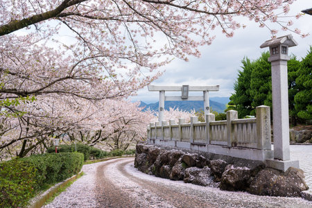 Mitoyo, Kagawa, Japan - April 9 2025 : Ise Asahiyama Hongu shrine in the Asahiyama Shinrin Park (Mt. Asahi Forest Park). Cherry blossoms in full bloom in Shikoku island.のeditorial素材