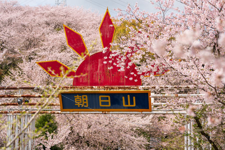 Mitoyo, Kagawa, Japan - April 9 2024 : Gate of Asahiyama Shinrin Park (Mt. Asahi Forest Park). Cherry blossoms in full bloom in Shikoku island.のeditorial素材