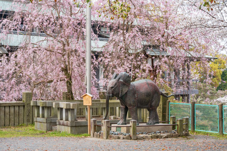 Kotohira, Kagawa, Japan - April 7 2024 : Monument in the Konpira Shrine (aka Konpira-san or Kotohira-Gu). Cherry blossoms in full bloom in the spring.のeditorial素材