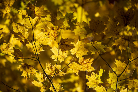 yellow maple leaves on a sunny autumn day, shallow depth of fieldの写真素材