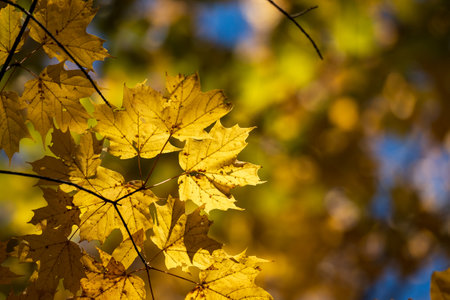 Yellow maple leaves on a branch in the autumn forest on a sunny dayの写真素材