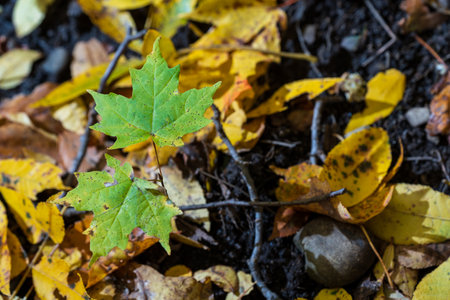 Autumn leaves on the ground in the forest. Autumn background.の写真素材