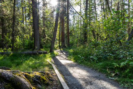 Natural forest footpath scenery. Fenland Trail in summer sunny day. Banff National Park, Canadian...