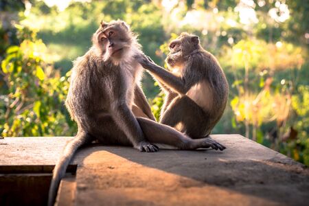 One macaque monkey grooming another at the Monkey Forest Sanctuary in Ubud, Bali, Indonesiaの写真素材