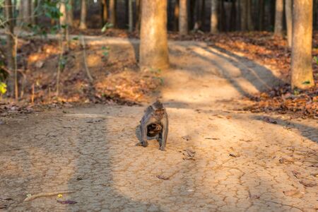A macaque monkey with a baby macaque at a Monkey Forest Sanctuary in Ubud, Bali, Indonesiaの写真素材